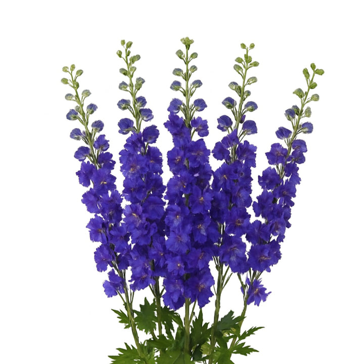 Blue Star Delphiniums flower stems from Vegpro Kenya with five vibrant blue blooms, fresh and ready for decoration or bouquet.
