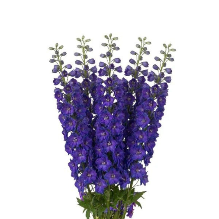 Blue Star Delphiniums flower stems with vibrant blue blossoms, arranged in a bouquet on a white background.