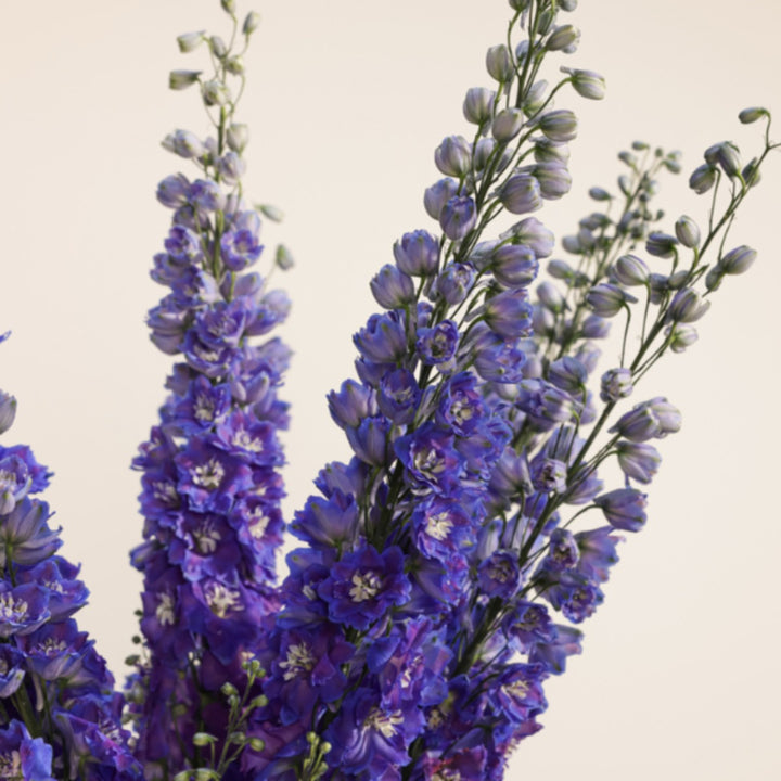 Blue Star delphiniums with five stems, vibrant blue flowers, fresh and tall, from Vegpro Kenya.