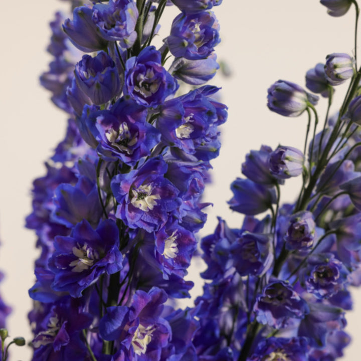Blue Star delphinium flower stems, vibrant blue blooms with green stems, fresh cut flowers from Vegpro Kenya.