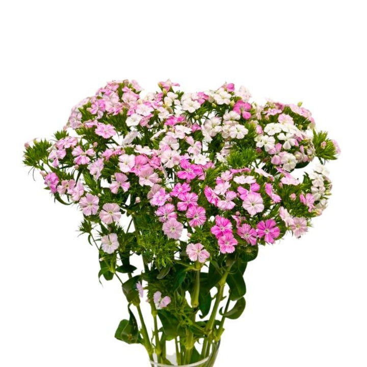 Pink Dianthus Barbatus Rose Magic flowers with 10 stems, showcasing vibrant blooms and green foliage, from Black Tulip.