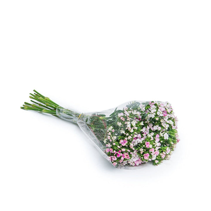 Pink Dianthus Barbatus Rose Magic flower stems from Black Tulip, showcasing vibrant pink blooms on multiple stems.