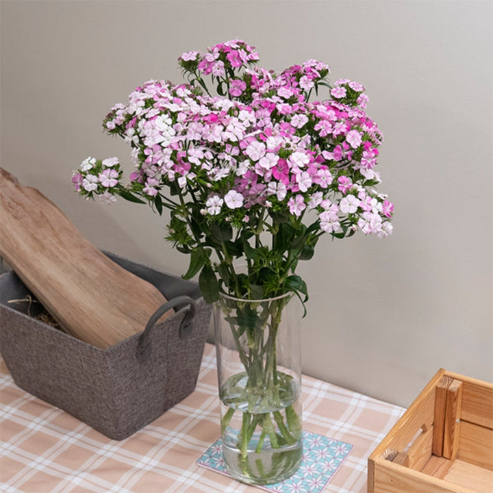 Pink Rose Magic Dianthus Barbatus flower stems, 10-pack from Black Tulip, showing vibrant pink blooms and green foliage