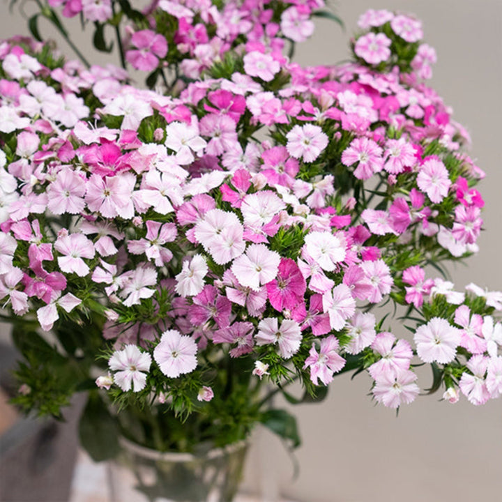 Pink Rose Magic Dianthus Barbatus flower stems from Black Tulip, showing vibrant pink blooms and green foliage.