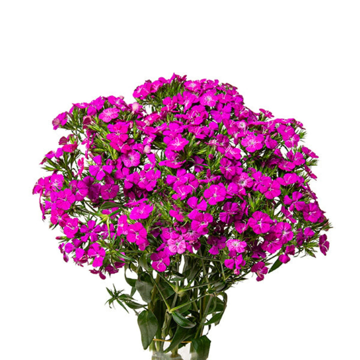 Vibrant pink Dianthus Barbatus Amazone Neon flowers with green stems, 10 stems, arranged in a bouquet, by Black Tulip.
