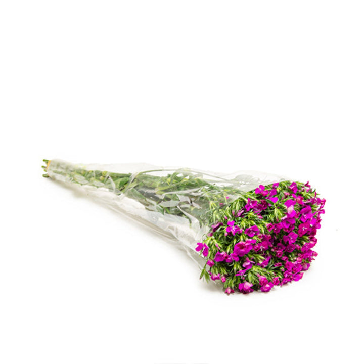 Bright pink Dianthus Barbatus Amazone Neon flowers with 10 stems, shown in a natural arrangement on a white background.