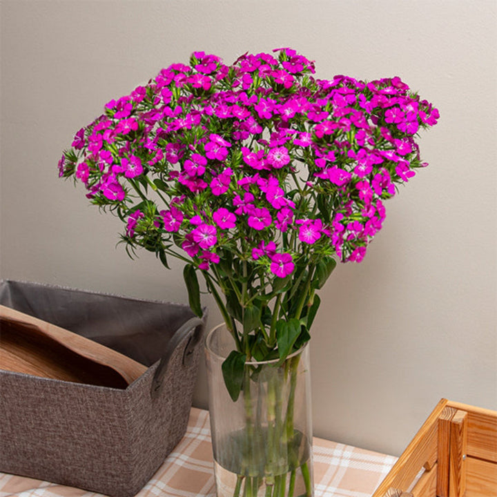Colorful Dianthus Barbatus Amazone Neon flowers on 10 stems, vibrant pink and purple blooms, from Black Tulip.