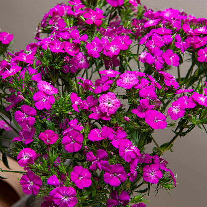 Bright pink Dianthus Barbatus Amazone Neon flowers on 10 stems, showcasing vibrant blooms and lush green foliage.