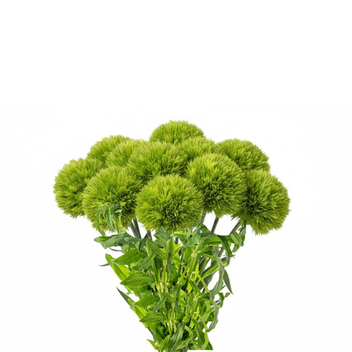 Bouquet of 10 Dianthus Barbatus Kiwi Mellow flowers from SQ Flora Kenya, showcasing vibrant pink and green blooms.