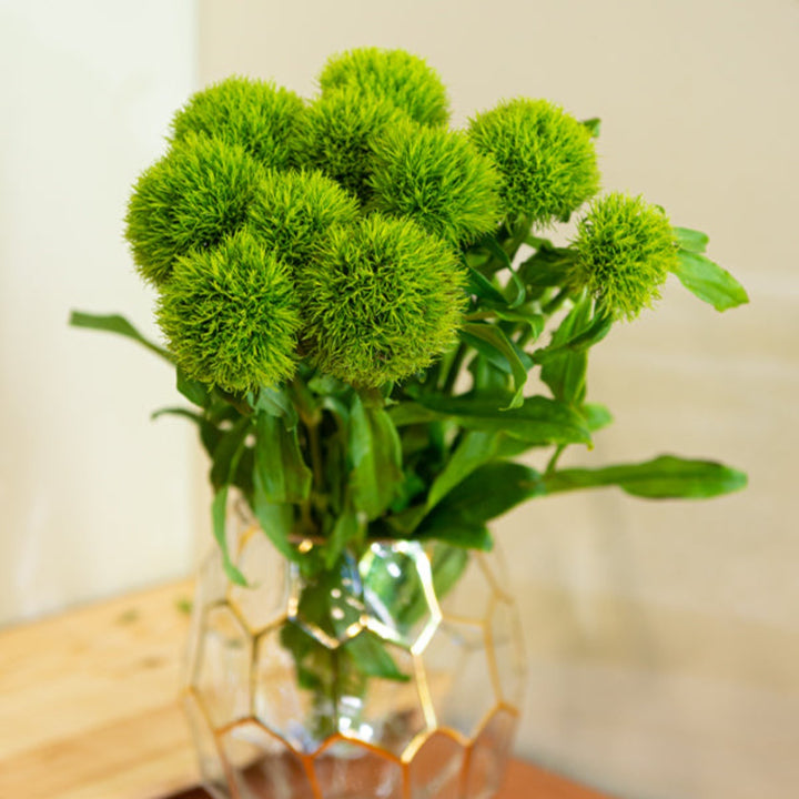 Bouquet of 10 Kiwi Mellow Dianthus Barbatus flowers from SQ Flora Kenya, showcasing vibrant pink and green blooms.