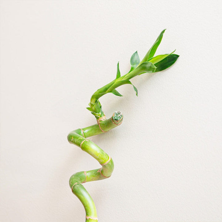 Spiral Lucky Bamboo dracaena plant with a single stem, 65cm+ tall, fresh flower Holland, decorative indoor flower arrangement.