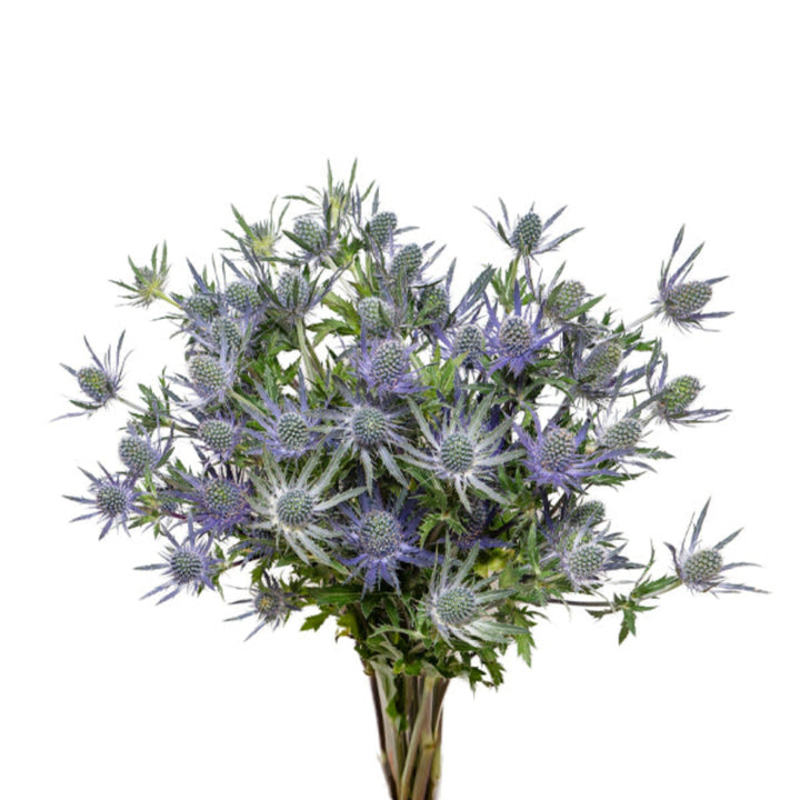Blue Eryngiums flowers from Black Tulip, 10 stems of magical blue flowers arranged naturally.