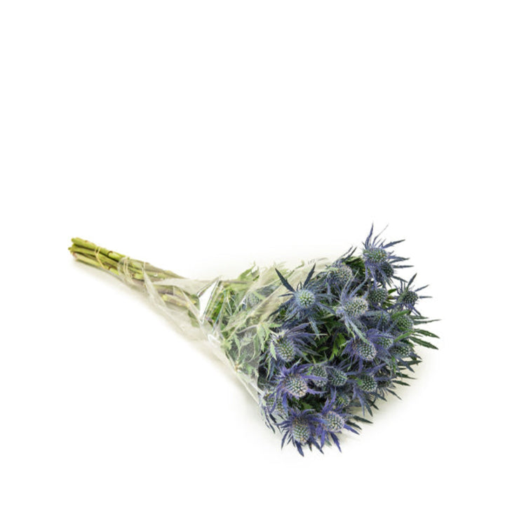 Blue Eryngiums flowers from Black Tulip, arranged in a bouquet with spiky, textured blue blossoms on 10 stems.