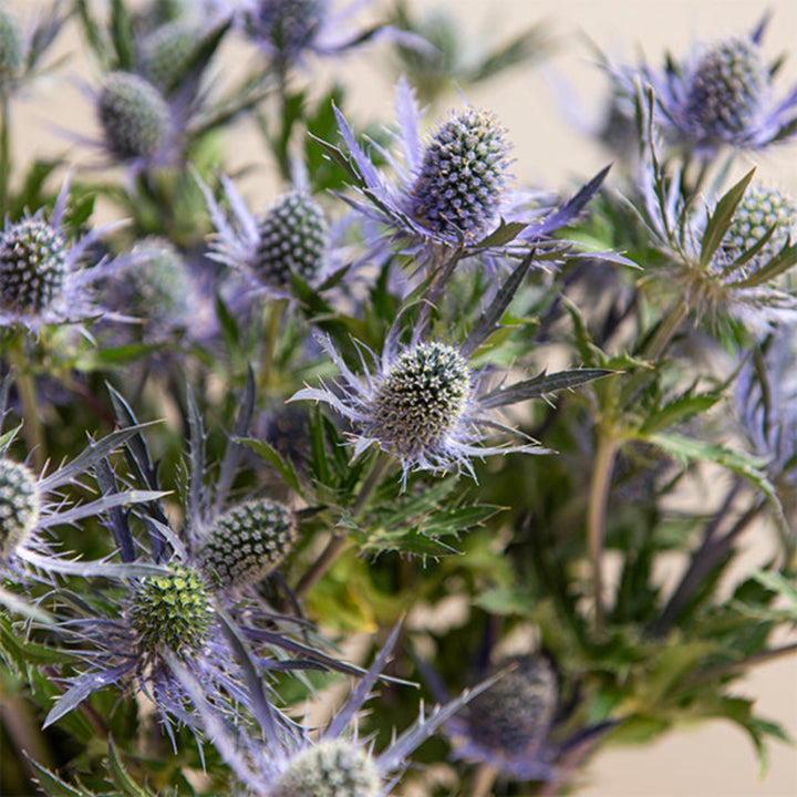 Blue Eryngiums flowers from Black Tulip, 10 stems of Magical Blue, with spiky blue and green floral details.