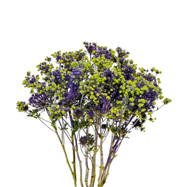 Purple Eryngiums spray with 10 stems, featuring spiky textured flowers, arranged in a natural bouquet by SQ Flora Kenya.