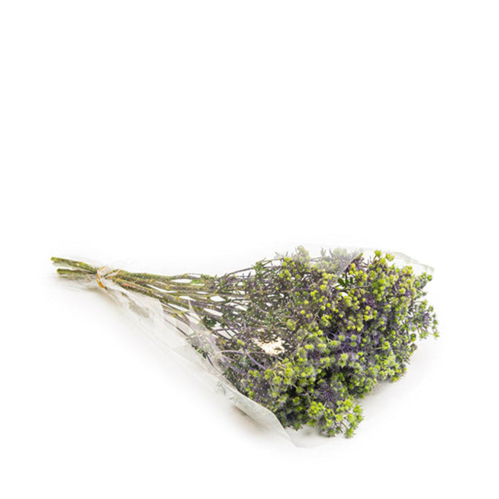 Purple spray Eryngiums flowers from SQ Flora Kenya, showing 10 stems with spiky, textured blooms suitable for floral arrangements.