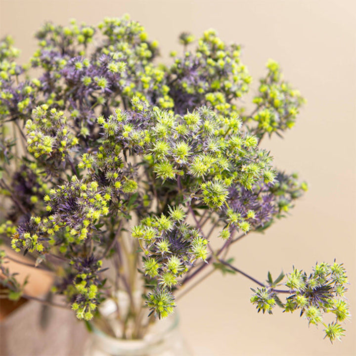 Purple Eryngiums spray flowers from SQ Flora Kenya with 10 stems, showcasing vibrant, textured blooms perfect for floral arrangements.