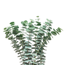 Eucalyptus, Baby Blue, Blossom plus, 10 Stems