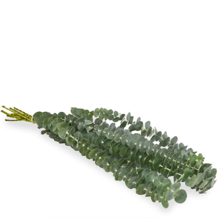 Baby blue eucalyptus blossoms with 10 stems, fresh floral arrangement from Bella Rose, perfect for decorative or gifting purposes.