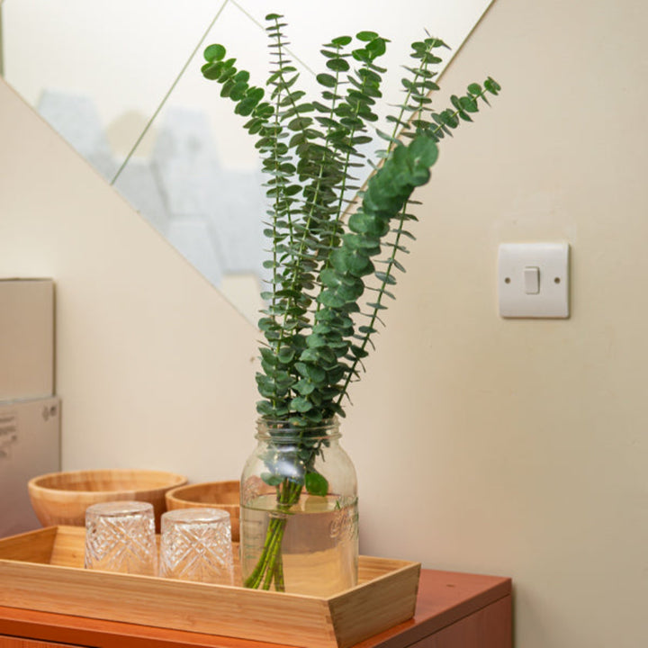 Baby blue eucalyptus flower stems with blossom details, from Bella Rose, shown in a close-up image.