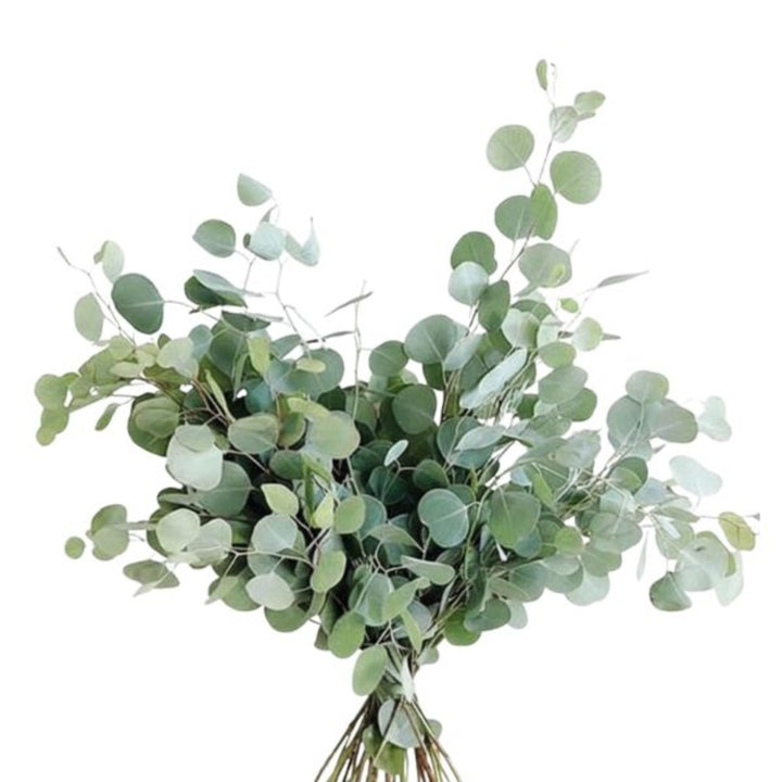 Bouquet of 10 Polyanthemos eucalyptus flower stems by Black Tulip, showing green, leafy floral arrangement on a white background.