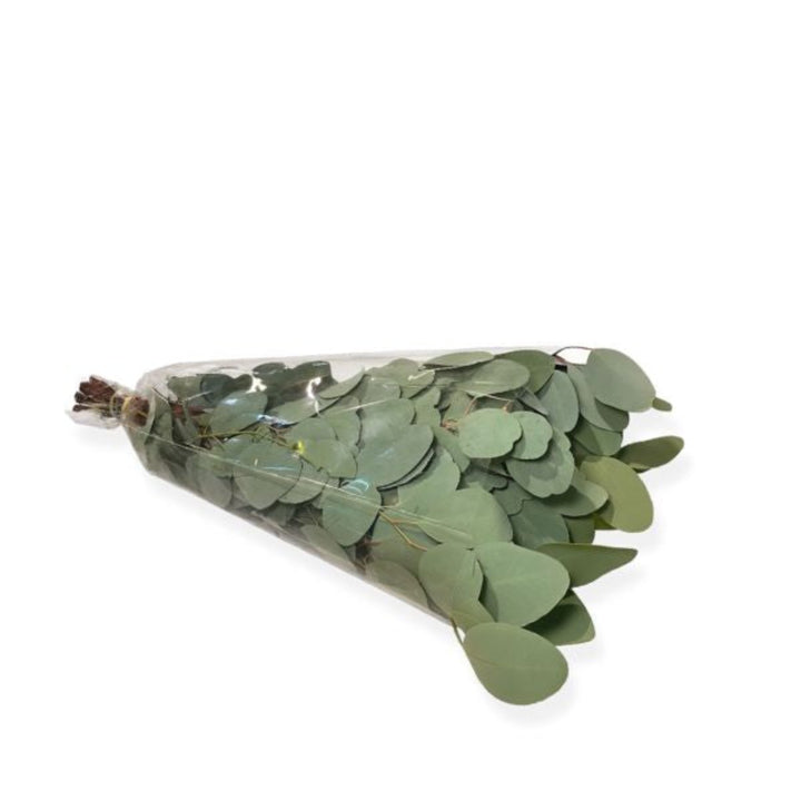 Bundle of 10 Polyanthemos eucalyptus flower stems showing green, leafy foliage for floral arrangements.