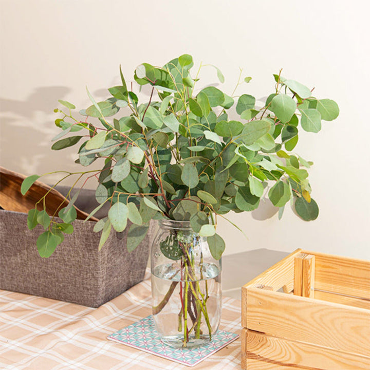 Fresh eucalyptus Polyanthemos flower stems by Black Tulip, showcasing green, rounded leaves on multiple stems.