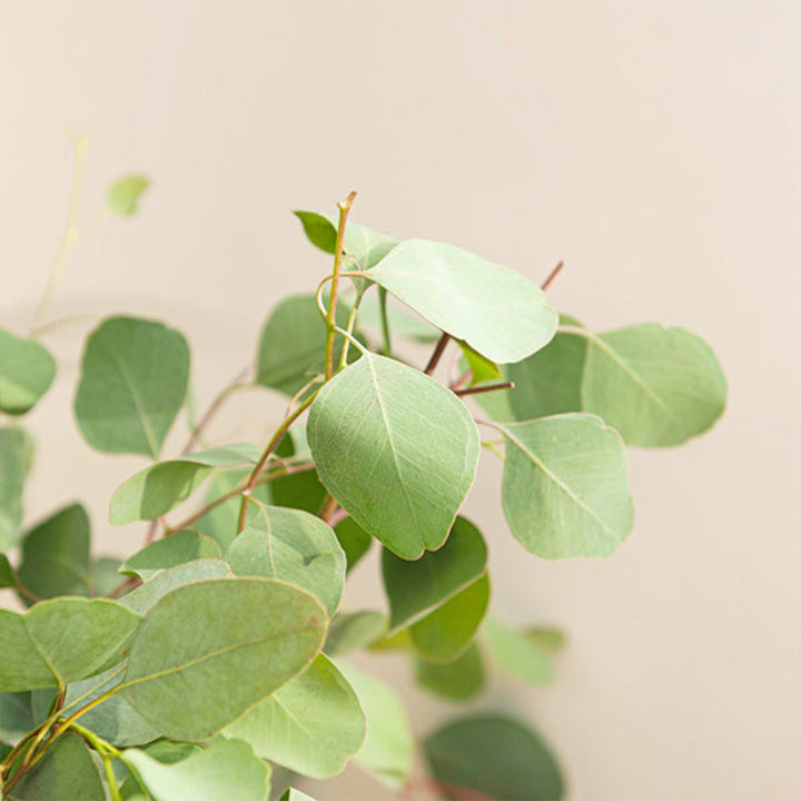 Fresh Eucalyptus Polyanthemos flower stems from Black Tulip, showcasing green, leafy eucalyptus branches on a white background.