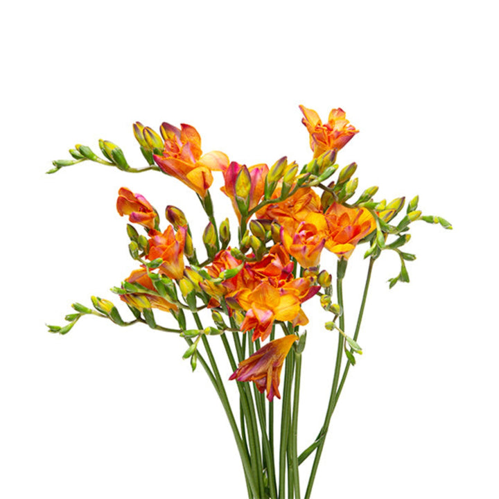 Bright orange freesia flowers from Fresh Flower Holland with 10 stems, showcasing vibrant blooms and fresh green leaves.