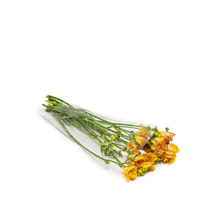 Bright orange freesia flowers from Fresh Flower Holland with 10 stems, showcasing vibrant blossoms and green foliage.