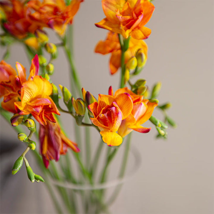 Orange freesia flowers from Fresh Flower Holland, 10 stems of vibrant, fragrant blooms arranged in a bouquet.