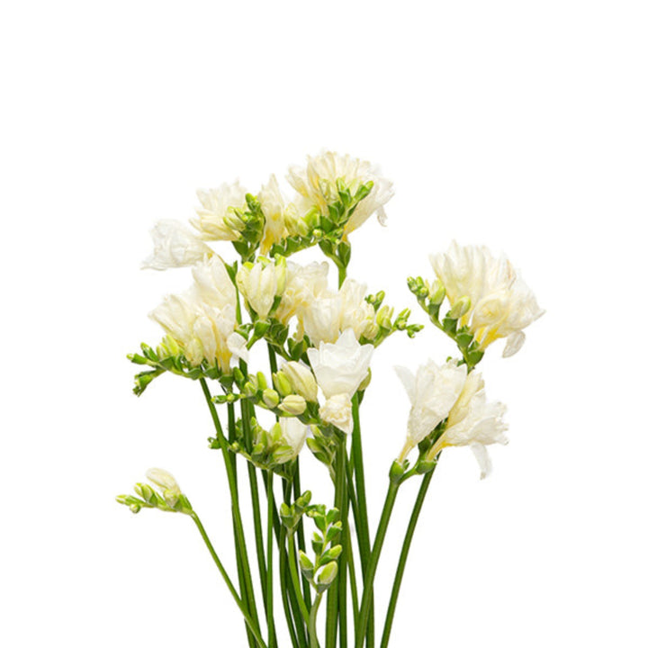 White freesia flowers with 10 stems from Fresh Flower Holland, showcasing delicate blossoms in a natural arrangement.