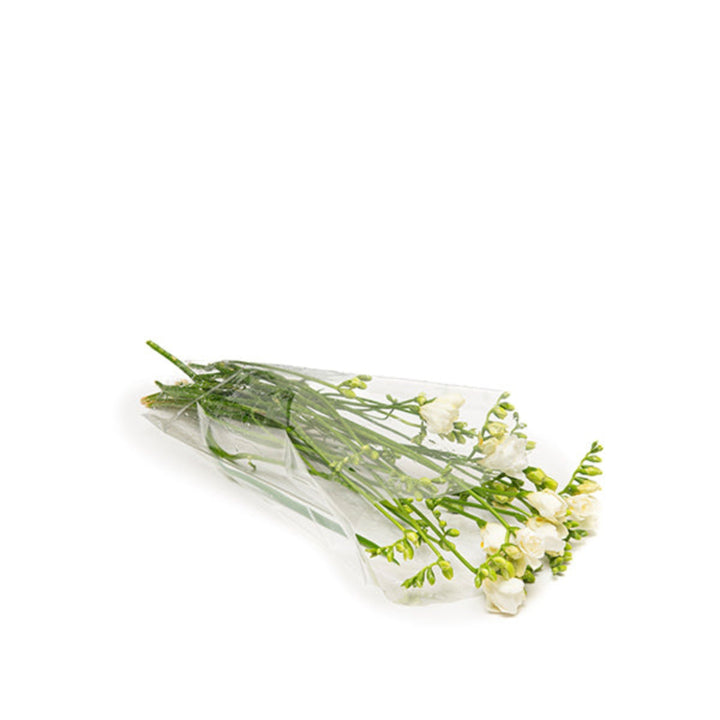 White freesia flowers from Fresh Flower Holland, 10 stems of delicate, fragrant blooms arranged naturally in a bouquet.