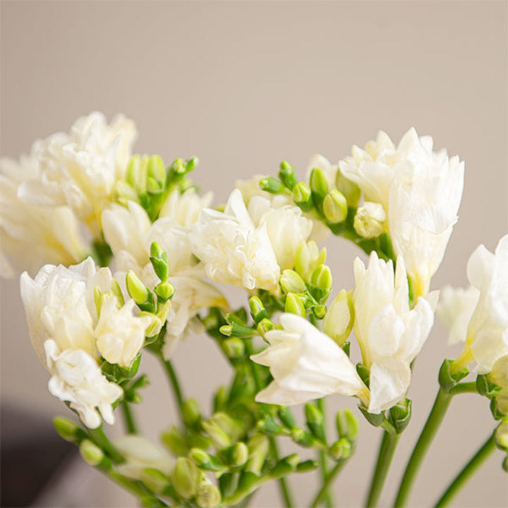 White freesia flower stems from Fresh Flower Holland, showcasing delicate blooms on multiple stems in a natural arrangement.
