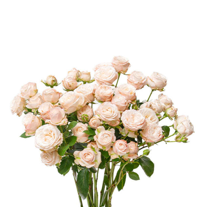 Pink Bombastic Garden Spray Rose stems by SQ Flora Kenya, showcasing vibrant pink flowers with multiple blooms on each stem.