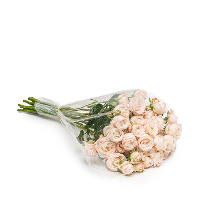 Pink Rose Bombastic garden spray with 10 stems from SQ Flora Kenya, showing full blooms and lush green foliage.