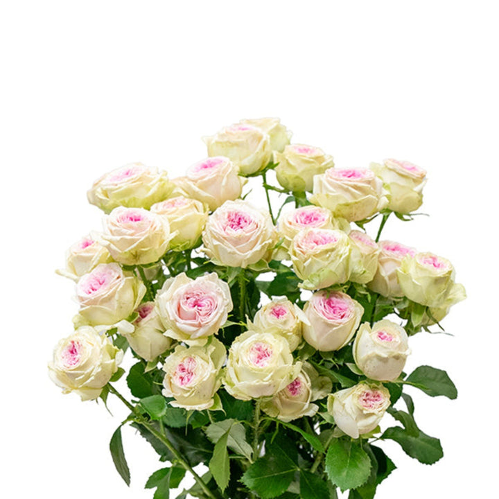 Beautiful Garden Spray Rose Gelato flowers with five stems, showcasing vibrant blooms from SQ Flora Kenya.