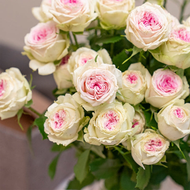 Fresh Garden Spray Rose Gelato from SQ Flora Kenya with five stems, showcasing lush, vibrant pink flowers in a natural arrangement.