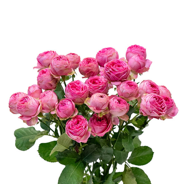 Fresh Garden Spray Rose Giselle with five stems, vibrant pink flowers, and green foliage, arranged for floral display.