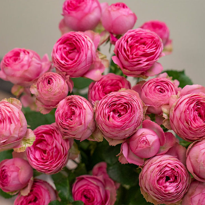Bouquet of five Giselle Garden Spray Roses from SQ Flora Kenya, showing delicate pink flowers on long stems.
