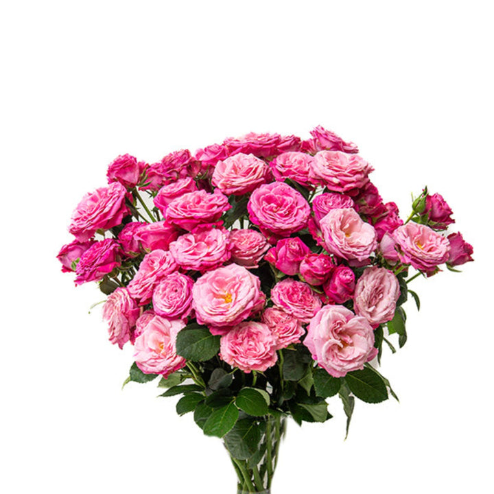 Bouquet of 10 Lady Bombastic garden spray roses from SQ Flora Kenya with vibrant pink blooms and green foliage.