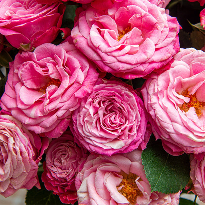 Bouquet of 10 Lady Bombastic Garden Spray Roses by SQ Flora Kenya, showing vibrant pink flower stems with lush green leaves.