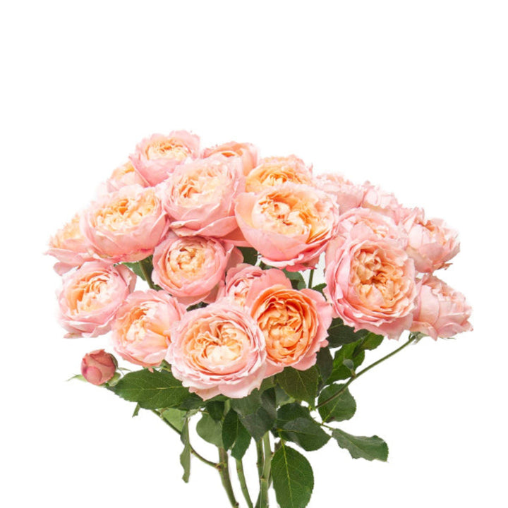 Spray rose Jullietaa from SQ Flora Kenya with five stems, showcasing delicate pink blossoms ideal for garden floral arrangements.