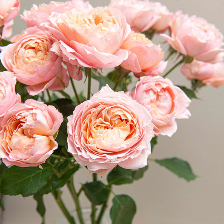 Spray rose Jullietaa from SQ Flora Kenya with 5 flower stems, showcasing vibrant pink blooms and lush green foliage.