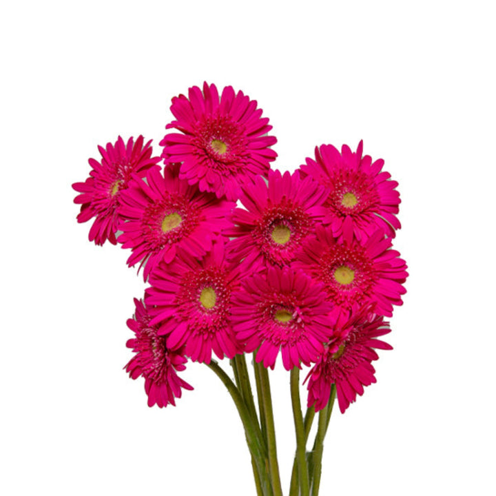 Pink Beverly Gerbera flowers from Flowranow with 10 stems, showcasing vibrant blossoms and lush green foliage.