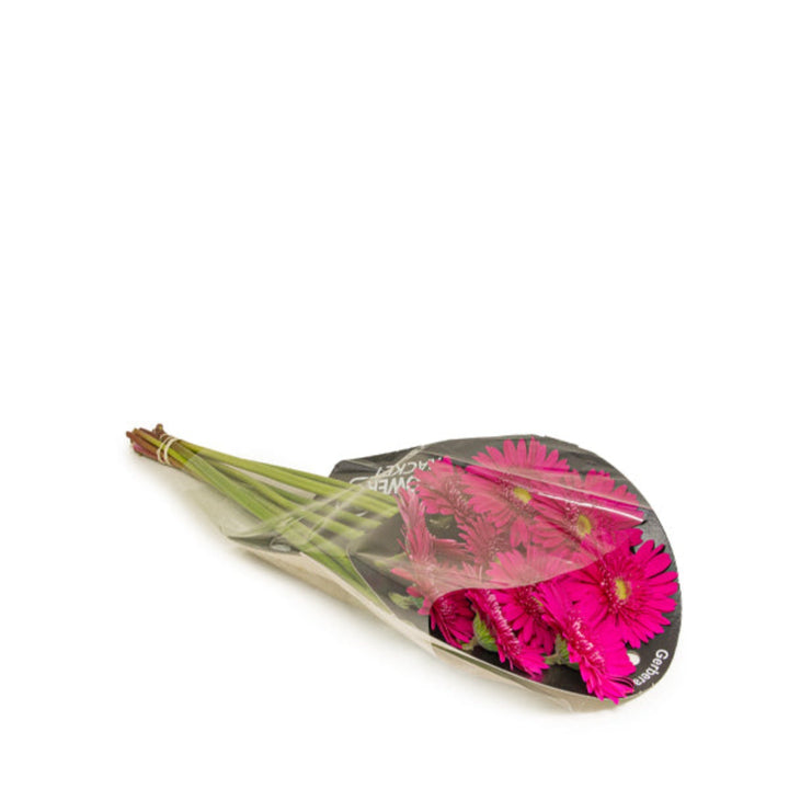 Pink Beverly Gerbera flowers from Flowranow with 10 vibrant stems, showcasing bright pink blooms and green foliage.