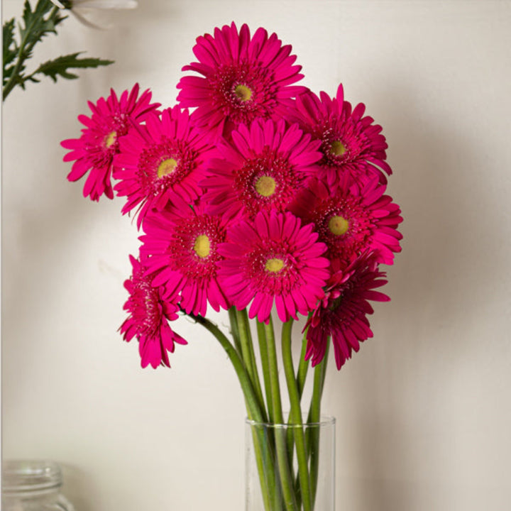 Pink Beverly Gerbera flowers from Flowranow with 10 vibrant stems, showcasing bright pink blooms and green foliage.