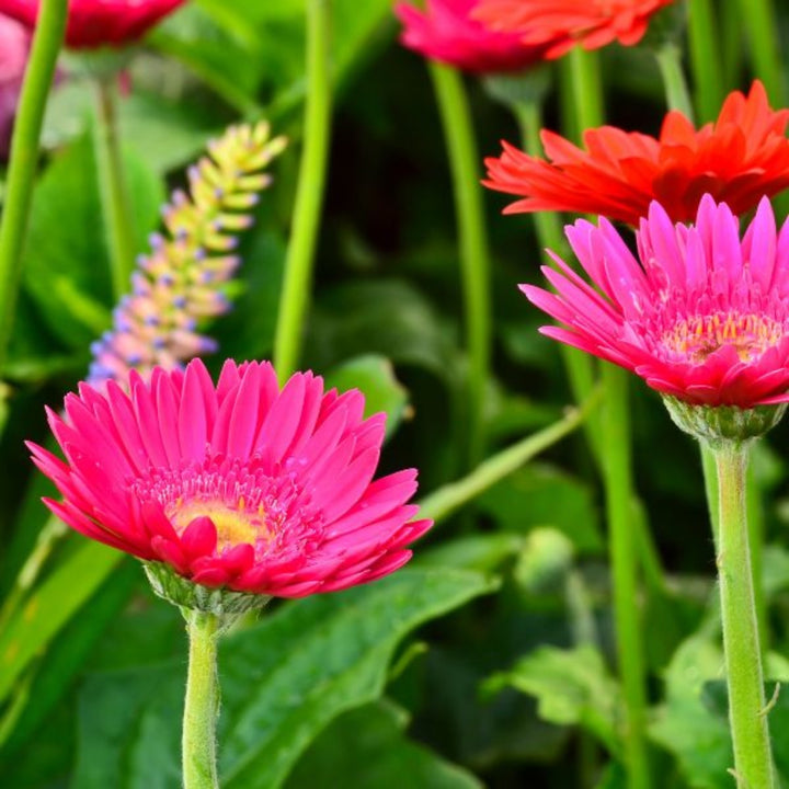 Bouquet of 10 Beverly Pink Gerbera flowers from Flowranow, showcasing vibrant pink blooms with green foliage.