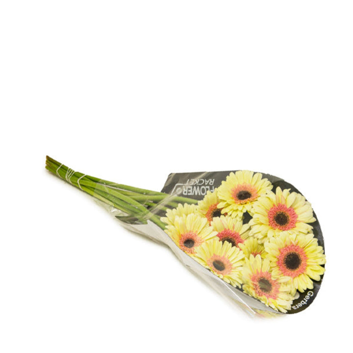 Bright Gerbera Cindy flowers from Flowranow, showing 10 vibrant flower stems with colorful blooms and green foliage.