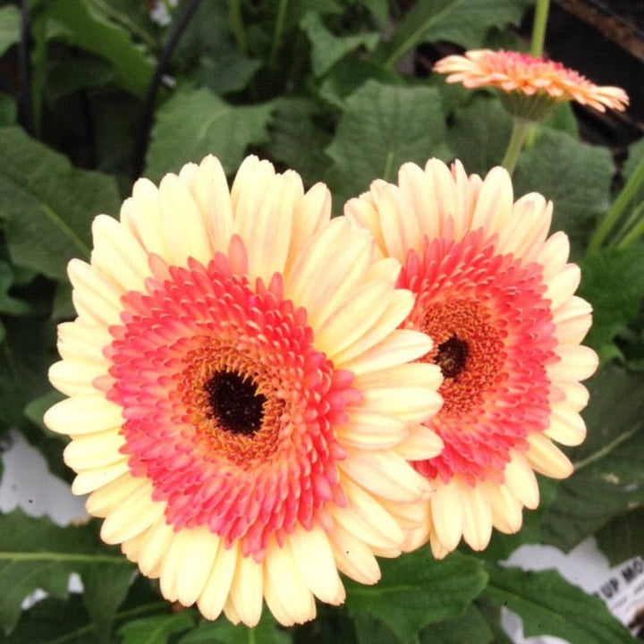 Fresh Cindy Gerbera flowers in a bouquet of 10 stems from Flowranow, showcasing vibrant blooms and green foliage.